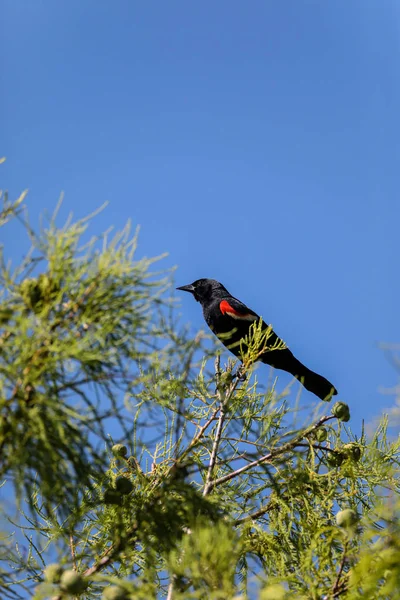 男性の赤い翼の黒い鳥アゲライウス・フェニソスは背の高いパーチ — ストック写真