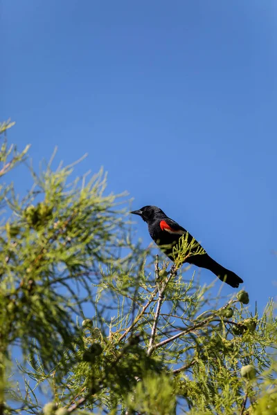 Männchen der Rotflügelamsel agelaius phoeniceus hockt auf der großen — Stockfoto