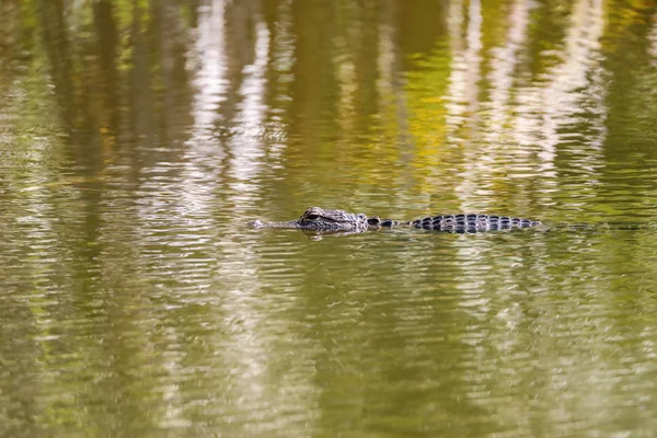 Jovem americano Alligator mississippiensis — Fotografia de Stock