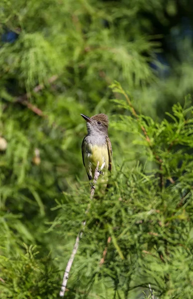 Großer Haubenschnäpper myiarchus crinitus — Stockfoto