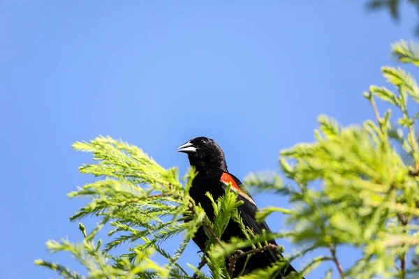 男性の赤い翼の黒い鳥アゲライウス・フェニソスは背の高いパーチ — ストック写真