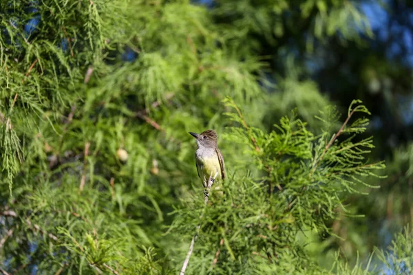 Großer Haubenschnäpper myiarchus crinitus — Stockfoto