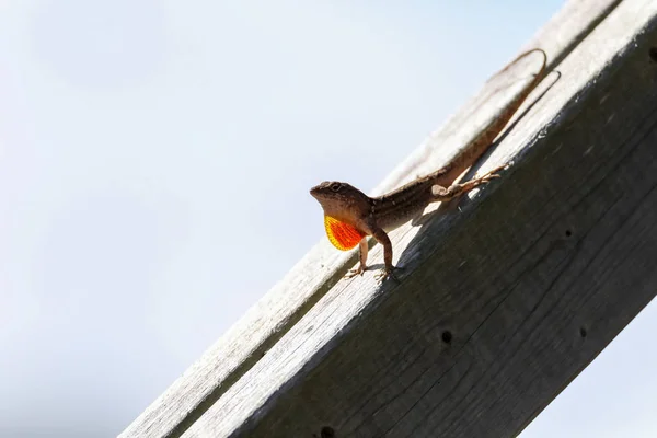 Kahverengi Anole kertenkele Anolis sagrei kırmızı turuncu dewlap displa ile — Stok fotoğraf