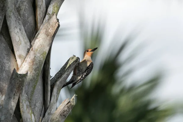 Краснобрюхий дятел Melanerpes carolinus клюет на дереве — стоковое фото