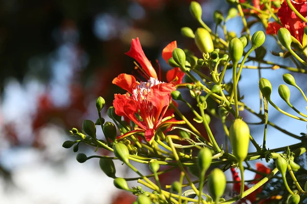 Vörös virágok nyílnak a királyi Poinciana fa Delonix regia — Stock Fotó