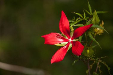 Red swamp hibiscus hibiscus coccineus grows in the Corkscrew Swa clipart