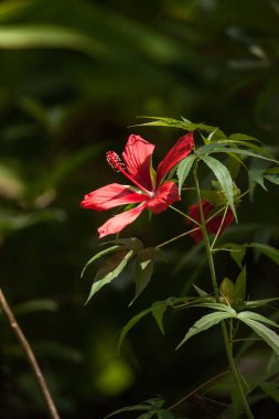 Kırmızı bataklık hibiscus hibiscus coccineus Corkscrew Swa yetişir
