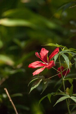 Kırmızı bataklık hibiscus hibiscus coccineus Corkscrew Swa yetişir