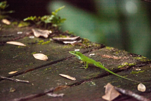 Florida anolo verde nativo, chiamato anche Anolis carolinensis — Foto Stock