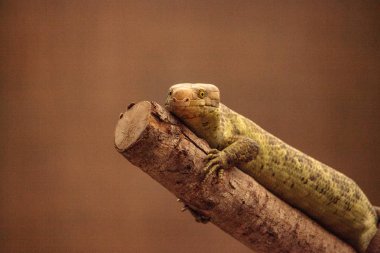 Solomon Adaları skink Corucia zebrata bir prehensile kuyruklu