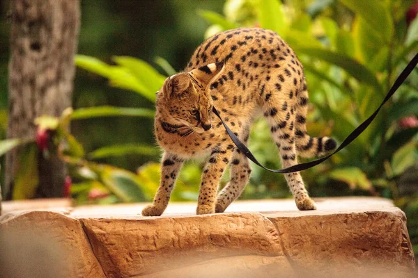 Serval cat Leptailurus serval que foi domesticado — Fotografia de Stock