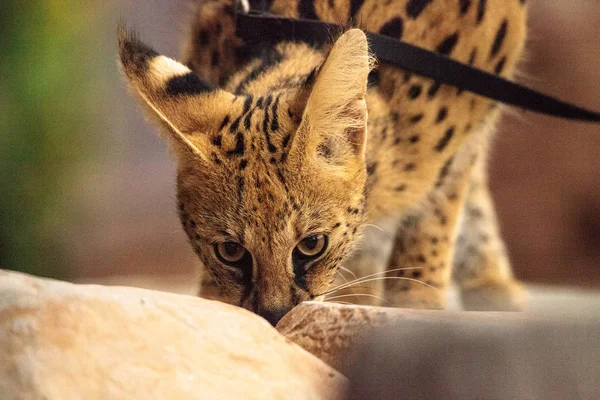 Сервальный кот Leptailurus serval, который был одомашнен — стоковое фото