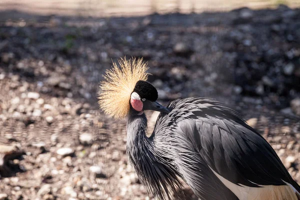 African Crowned Crane Balearica regulorum tiene una corona dorada — Foto de Stock