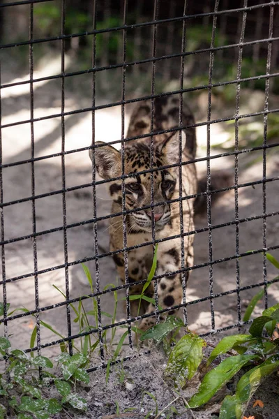 Kit leopardo nublado bebê Neofelis nebulosa está listado como vulnerab — Fotografia de Stock