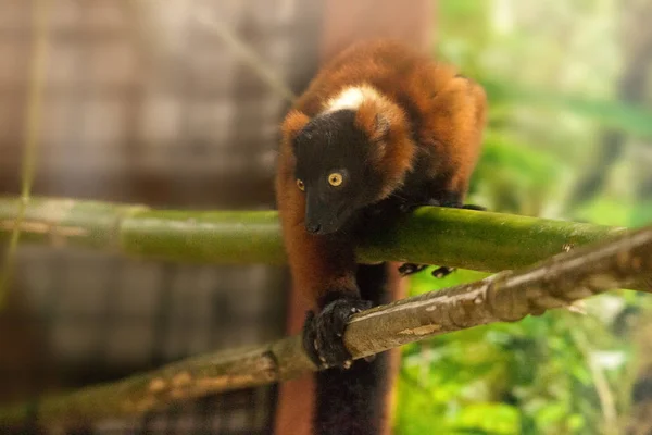 # Baby red ruffed lemur pup Varecia rubra cling to branch # — Stok Foto