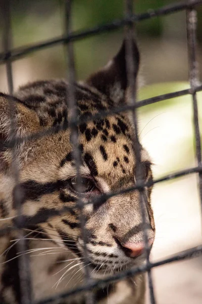 Baby fördunklade Leopard kit neofelis nebulosa är listad som — Stockfoto