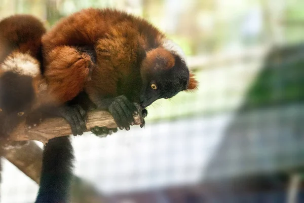 # Baby red ruffed lemur pup Varecia rubra cling to branch # — Stok Foto