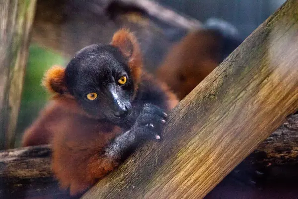 Bebek kırmızı kabarmış lemur PUP Varecia Rubra dallara sarılmak — Stok fotoğraf