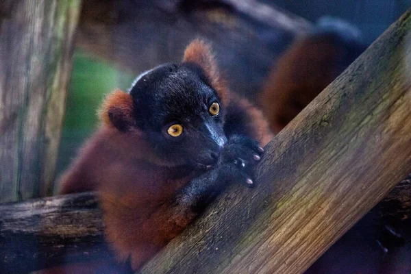 Bebê ruffed lemur filhote Varecia rubra agarrar-se a ramos — Fotografia de Stock