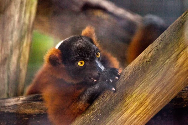 Bebê ruffed lemur filhote Varecia rubra agarrar-se a ramos — Fotografia de Stock