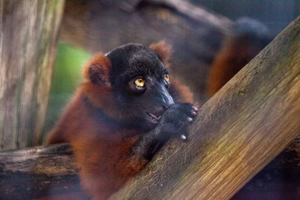 Baby red ruffed lemur pup Varecia rubra cling to branches — Stock Photo, Image