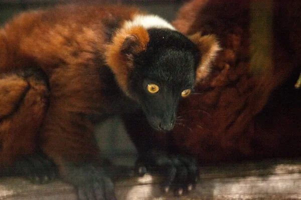 # Baby red ruffed lemur pup Varecia rubra cling to branch # — Stok Foto