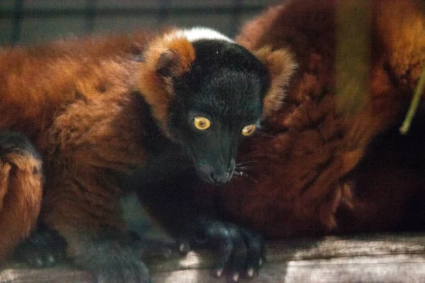 Bebek kırmızı kabarmış lemur PUP Varecia Rubra dallara sarılmak — Stok fotoğraf