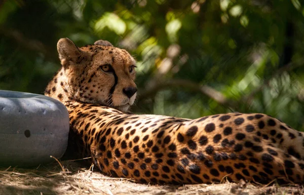 Feminino Cheetah Acinonyx jubatus grande gato relaxa — Fotografia de Stock