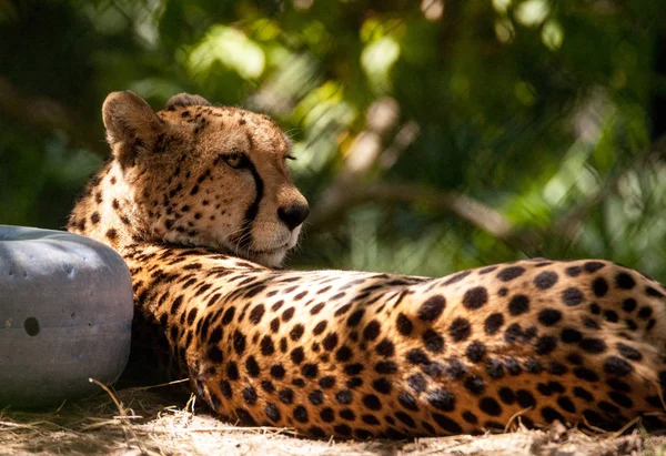 Feminino Cheetah Acinonyx jubatus grande gato relaxa — Fotografia de Stock