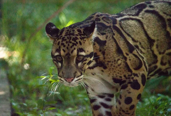 Donne adulte leopardo nuvoloso Neofelis nebulosa è elencato come vulna — Foto Stock