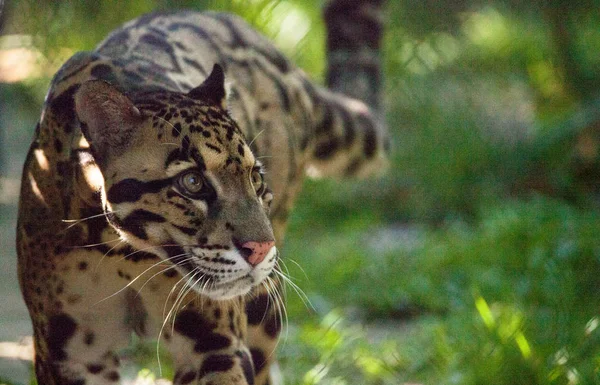 Female adult clouded leopard Neofelis nebulosa is listed as vuln — Stock Photo, Image