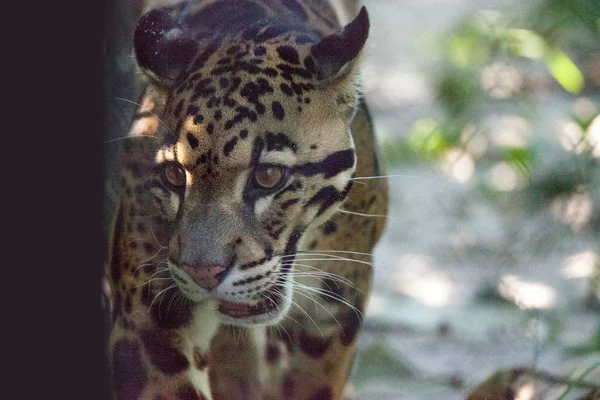 Ženský Leopard, neofelis nebulosa, je uveden jako nezahrnout — Stock fotografie
