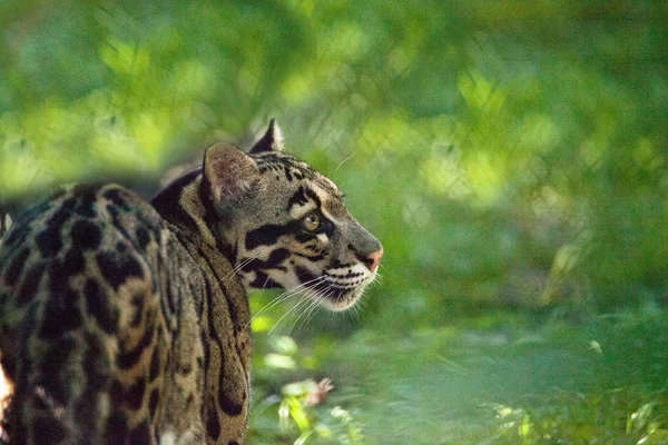 Female adult clouded leopard Neofelis nebulosa is listed as vuln — Stock Photo, Image