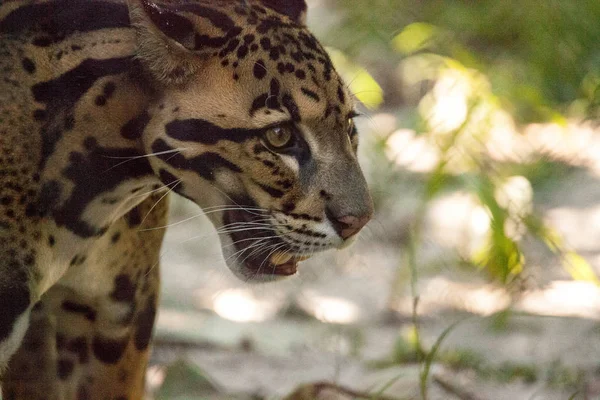 Ženský Leopard, neofelis nebulosa, je uveden jako nezahrnout — Stock fotografie