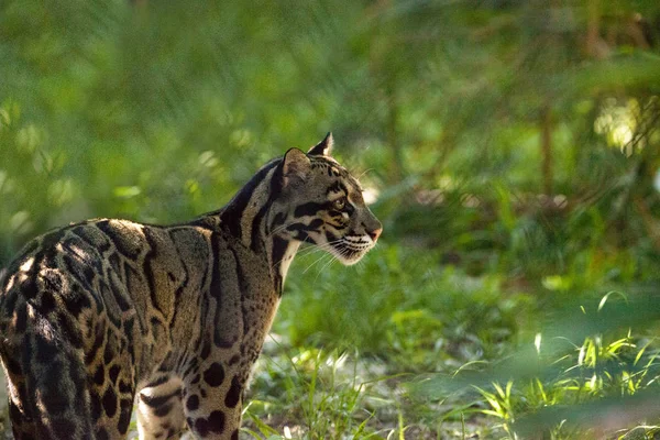 Weibchen des ausgewachsenen Nebelleoparden neofelis nebulosa werden als Geier geführt — Stockfoto