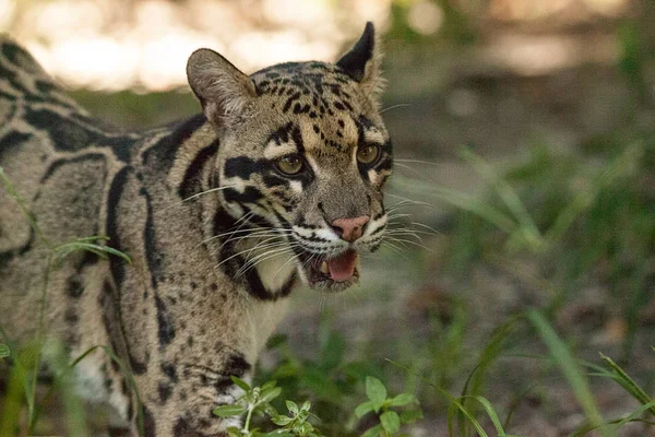 Donne adulte leopardo nuvoloso Neofelis nebulosa è elencato come vulna — Foto Stock