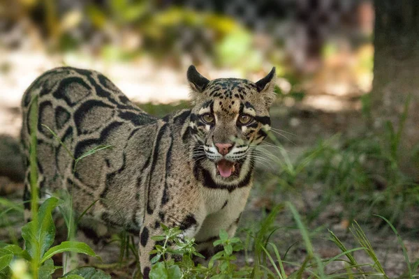 Donne adulte leopardo nuvoloso Neofelis nebulosa è elencato come vulna — Foto Stock