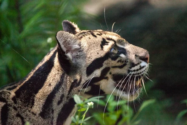 Female adult clouded leopard Neofelis nebulosa is listed as vuln — Stock Photo, Image