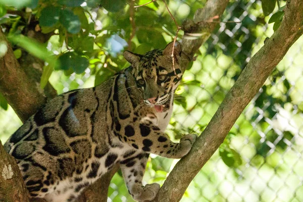 Female adult clouded leopard Neofelis nebulosa is listed as vuln — Stock Photo, Image