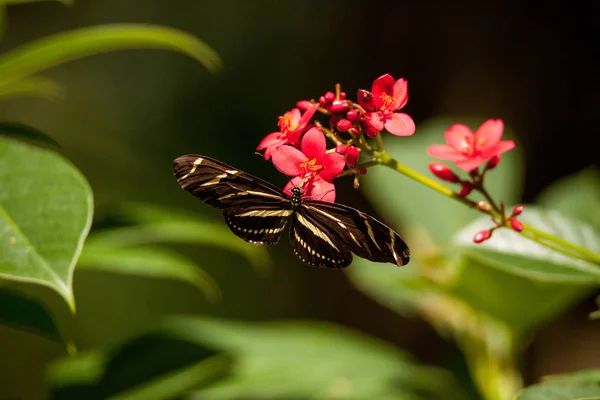 플로리다의 상태 나비 얼룩말 롱 윙, 헬리코니우스 자선 — 스톡 사진