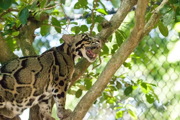 Female adult clouded leopard Neofelis nebulosa is listed as vuln — Stock Photo, Image