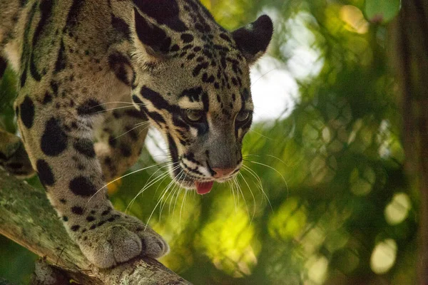 Maschio adulto leopardo nuvoloso Neofelis nebulosa è elencato come vulner — Foto Stock