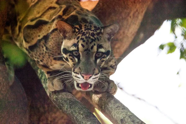 Männlicher ausgewachsener Wolkenleopard neofelis nebulosa wird als Geier geführt — Stockfoto