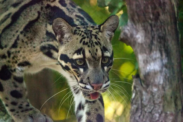 Männlicher ausgewachsener Wolkenleopard neofelis nebulosa wird als Geier geführt — Stockfoto