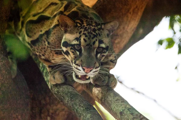 Männlicher ausgewachsener Wolkenleopard neofelis nebulosa wird als Geier geführt — Stockfoto