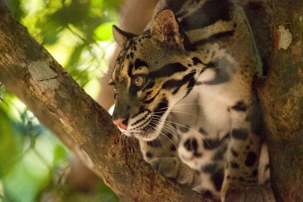 Maschio adulto leopardo nuvoloso Neofelis nebulosa è elencato come vulner — Foto Stock