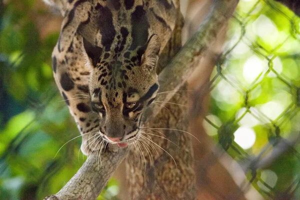 Mannelijke volwassen vertroebeld Leopard Neofelis nebulosa wordt vermeld als vulner — Stockfoto