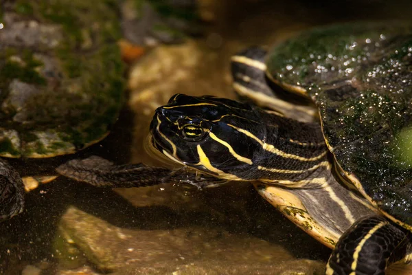 Суваннийская речная черепаха Pseudemys concinna suwanniensis — стоковое фото