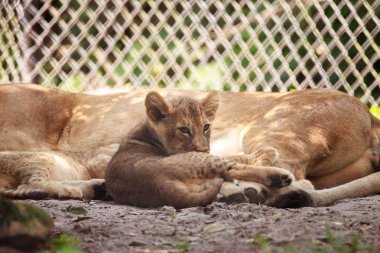 Bebek Afrika aslan yavrusu Panthera leo hemşirelik