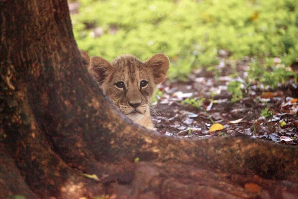 Malé africké Lví mládě Panthera Leo ošetřující — Stock fotografie